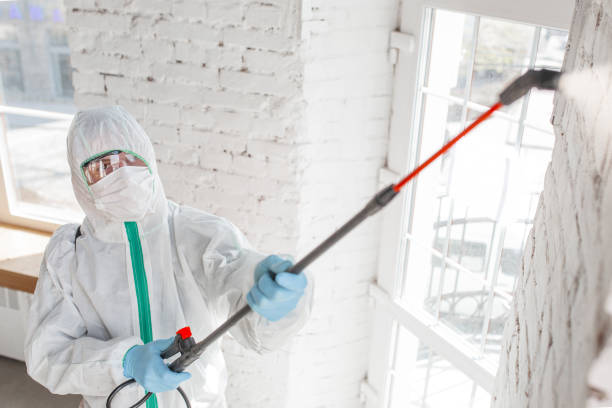 Reliable Savannah, GA Mold Removal Solutions