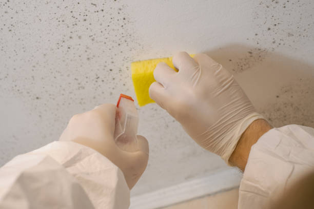 Best Emergency Mold Remediation  in Savannah, GA