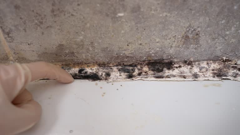 Best Attic Mold Removal  in Savannah, GA