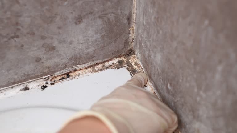 Best Crawl Space Mold Remediation  in Savannah, GA