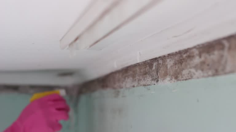 Best Water Damage & Mold Remediation  in Savannah, GA